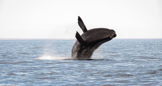El mar patagónico