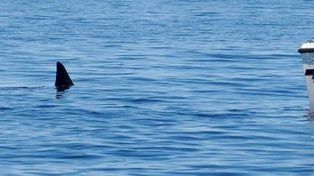 El tiburón es de una especie inofensiva.