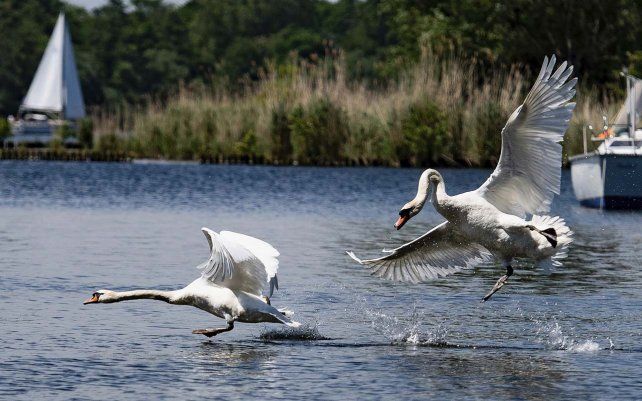 Dos cisnes sobrevuelan el rio Havel, en Berlín, Alemania.