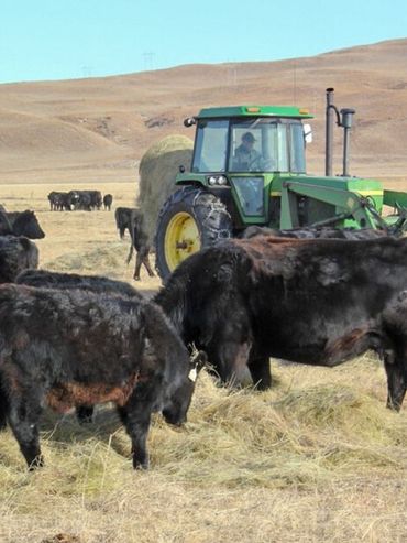 Pequeños productores, grandes mercados: claves de la ganadería en EE.UU.