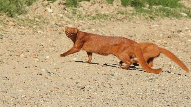 Fotografiaron una rara especie de pumas en vías de extinción