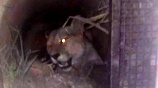 Un puma suelto en el centro de Roldán fue atrapado y murió producto del estrés