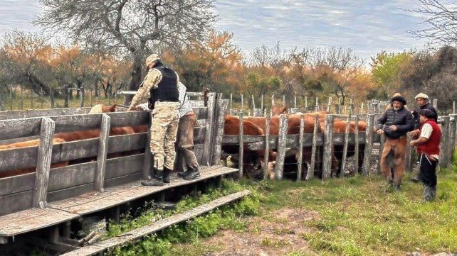 La Paz: banda de cuatreros fue detenida cuando robaba 13 animales.