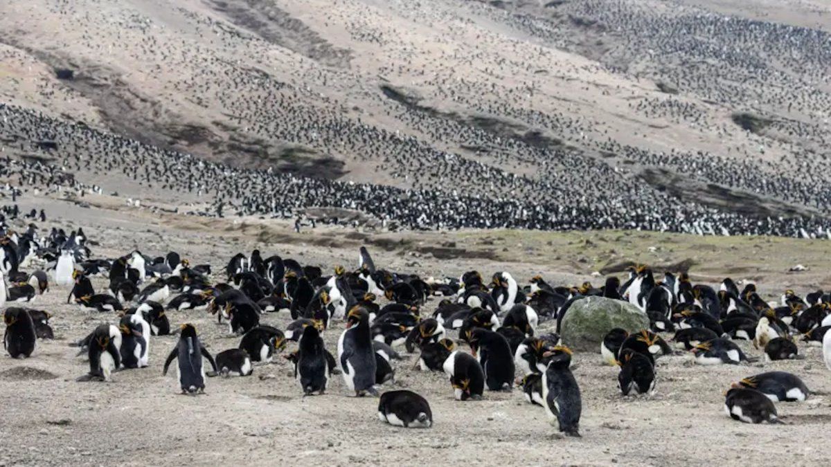 Una isla pestilente tenía la mayor población de pingüinos del mundo, pero "desapareció" el 60 %