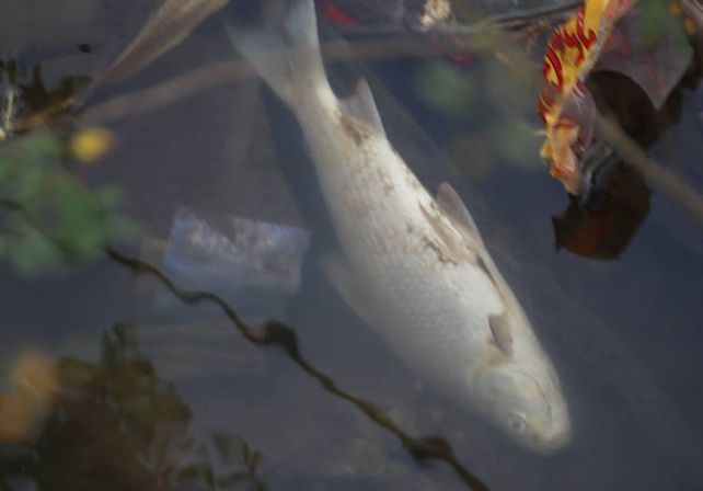 Aparecieron cientos de peces muertos en Colón