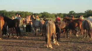 El predio de Liberación de Caballos de Rosario.&nbsp;