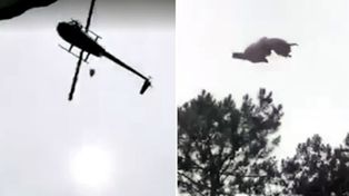 Ricachones argentinos tiraron un cordero desde un helicóptero en Uruguay