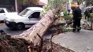 El vehículo quedó completamente destruido por el árbol.&nbsp;
