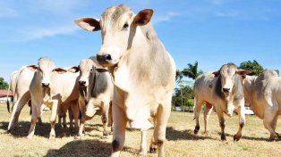 Los últimos casos de vaca loca registrados en Brasil habían sido confirmados en 2021
