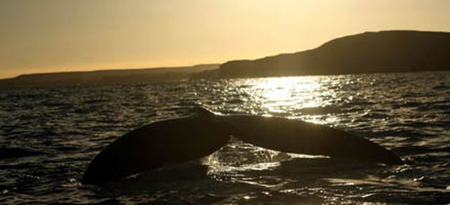 M&aacute;s de 300 mil cibernautas siguieron en directo La vigilia de las ballenas