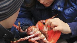 Expertos repoblarán de centollas el canal Beagle