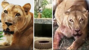 El joven había eludido la seguridad del lugar e ingresó en el recinto del animal trepando por una palmera. Ocurrió en el Parque Zoobotânico Arruda Câmara, en João Pessoa, Brasil