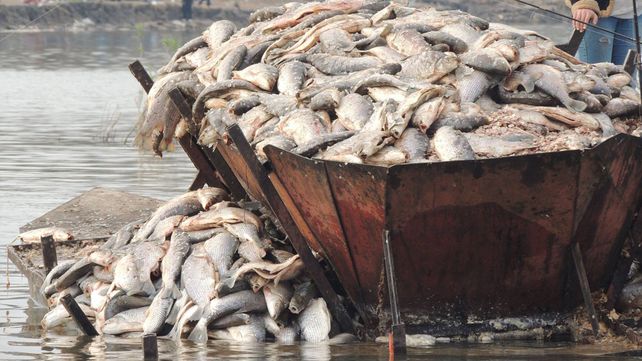 Indignación en Victoria: tuvieron que tirar 8.000 kilos de pescado