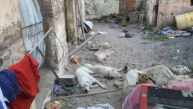 Rescataron 11 perros y un conejo hacinados en cautiverio que tendrían destino de comercialización. El maltrato animal ocurrió en Concordia
