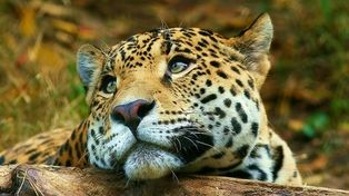 Un nuevo ejemplar de yaguareté fue visto en un parque de Misiones