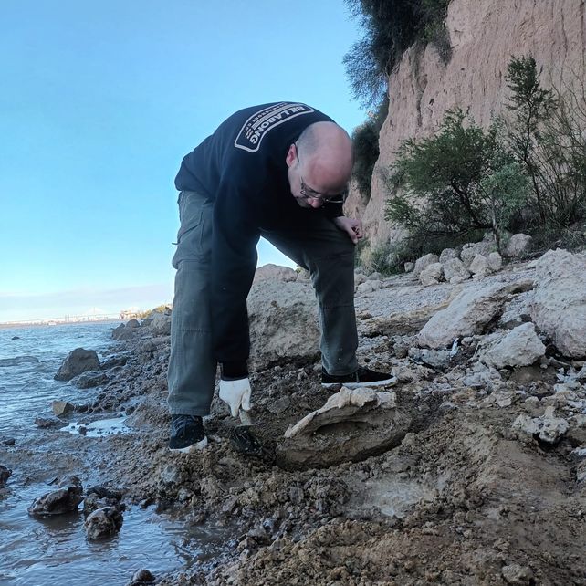 Los restos fósiles fueron trasladados al laboratorio del Museo del Río Paraná
