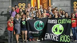 Autocultivo de cannabis medicinal: esperan por apertura de registro provincial