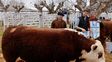 El toro Gran Campeón Junín, criado en la Escuela Agrotécnica de Pergamino, junto al veterinario a cargo de la sección ganadería, Tomás Torregrosa, y miembros de la comunidad educativa