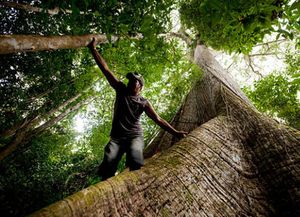 Indígenas brasileños alquilan lotes de la Amazonia a industriales madereros ilegales