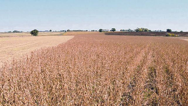 Nuevo ciclo. El Usda proyecta que la pr&oacute;xima campa&ntilde;a ronde las 53