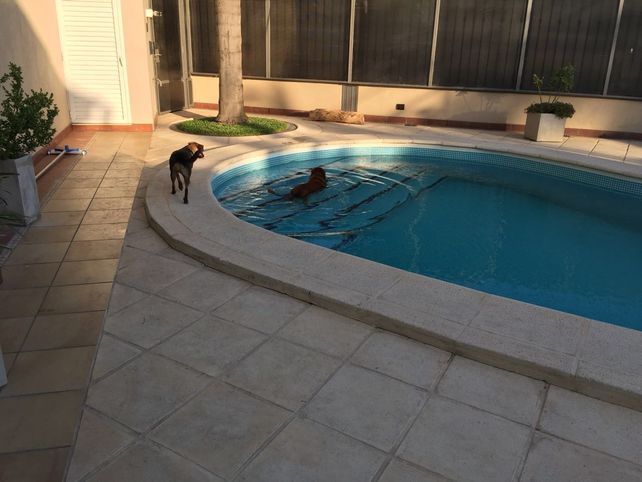 Macetita, otro perro callejero que encontró una familia