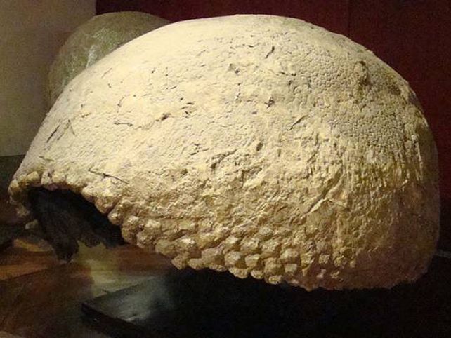 Hallaron un gliptodonte en Santa Fe