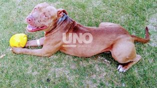 Por año rescatan más de 700 pitbull en la ciudad