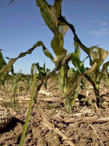 Santa Fe: productores maiceros analizan destruir cultivares para sembrar soja tardía