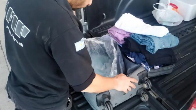 La Aduana argentina detectó una posible maniobra de tráfico con material reproductivo porcino