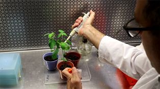 Ingeniería genética al servicio de la soja: mejoran biofertilizantes para aumentar la productivida