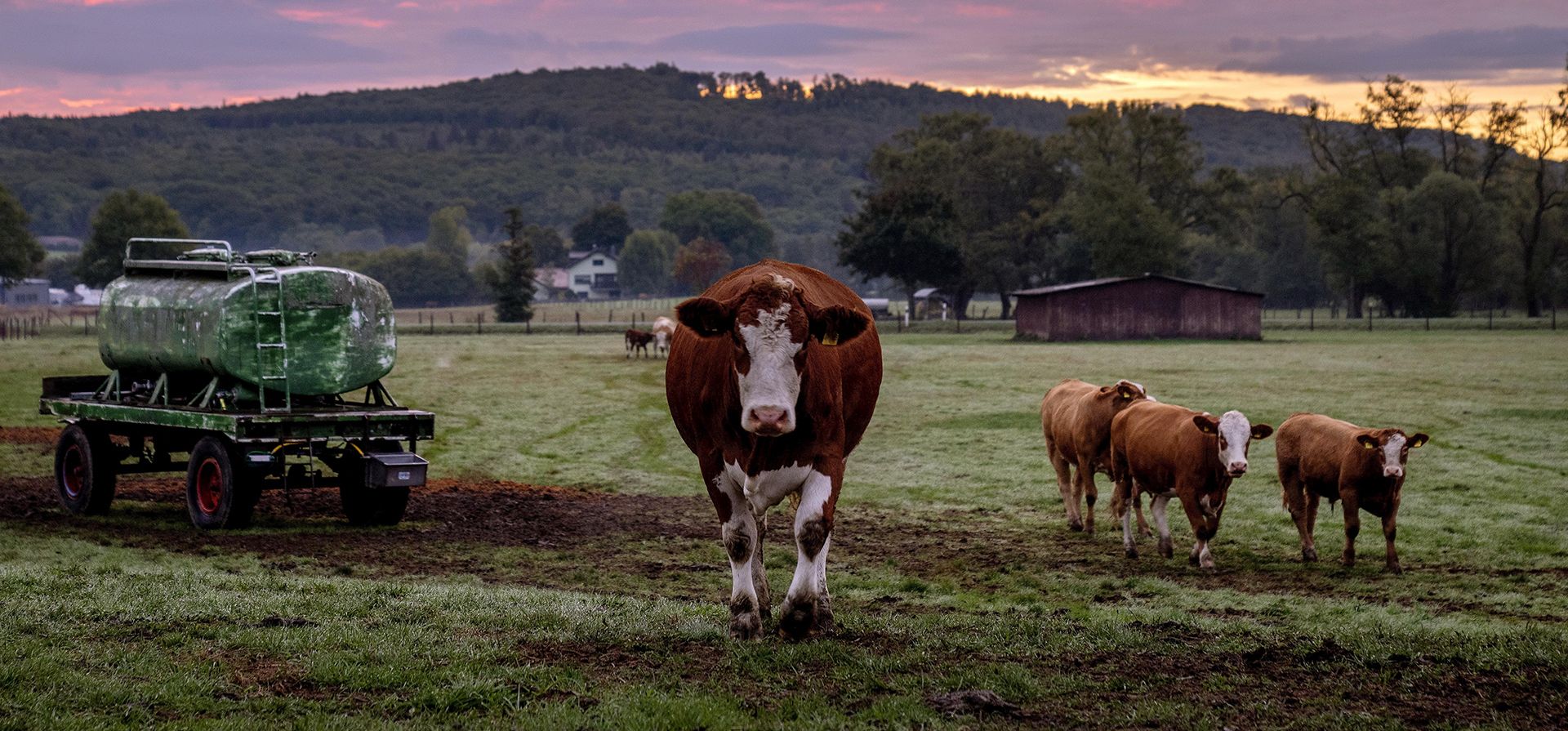 Una vaca y sus terneros caminan por un prado en Wehrheim, cerca de Fráncfort, Alemania, antes del amanecer del lunes 26 de septiembre de 2022.