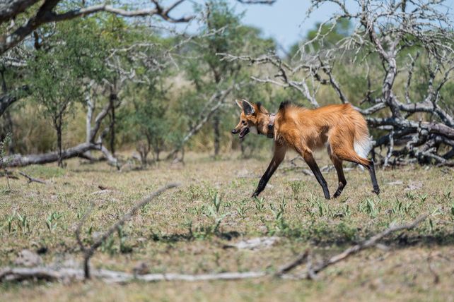 Una hembra de aguará guazú liberada en San Javier por el Ministerio de Ambiente.