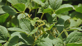 Agroactiva: el Inta mostró avances con edición génica