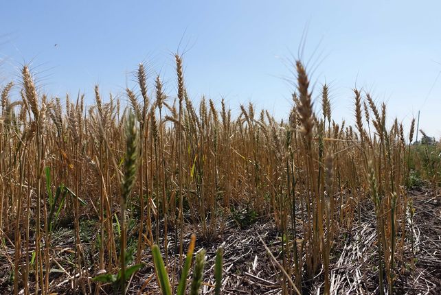 Desastre. La producción de trigo cae 45% respecto del año pasado.