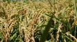Santa Fe se prepara para exportar semillas de arroz desarrolladas en la provincia