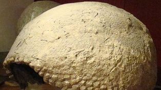 Hallaron un gliptodonte en Santa Fe