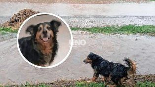 Indignación en Santo Tomé por un hombre que mató al perro de su vecino de un tiro: Le disparó a sangre fría