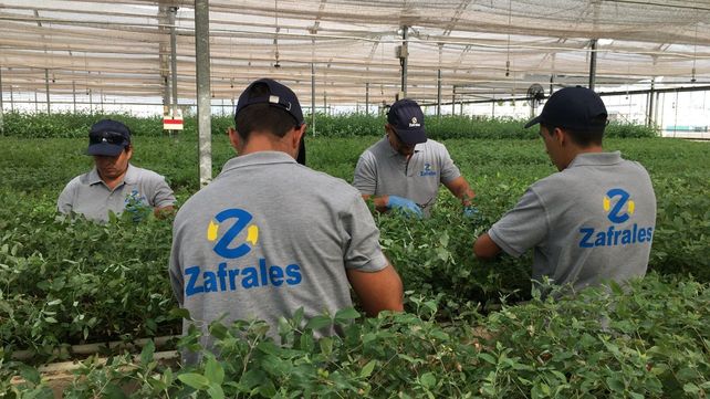 La plataforma Zafrales desembarca en Argentina y busca agilizar la contratación de trabajadores en el campo