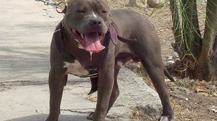 Los pitbull están señalados como razas peligrosas según la ordenanza 8.468