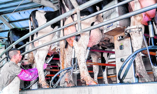 Un informe de Crea destacó que las exportaciones representaron el 29% de la producción láctea.