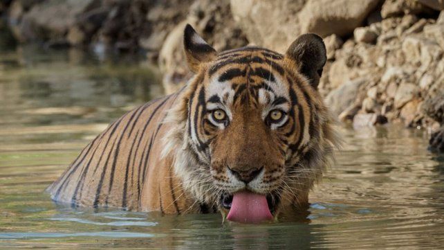 El Día del Animal se conmemora con el fin de celebrar a todas las especies del país y prevenir la extinción de muchas de estas.