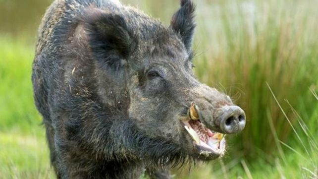 Jabalíes. Los habitantes de Bariloche están alarmados por su presencia.