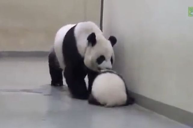 El video que es furor en internet: el panda que no quiere dormir
