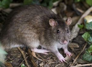 Dos muertes más por hantavirus y ya son 14 en todo el país