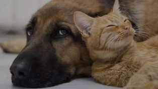 Lo condenaron por matar a un gato, una perra y maltratar a sus animales