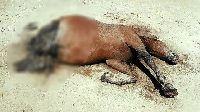 Horrenda muerte de un caballo en una isla