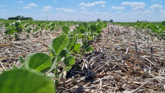 El bioestimulante agrícola se crea a partir de los desechos generados en la producción de aceite de soja.