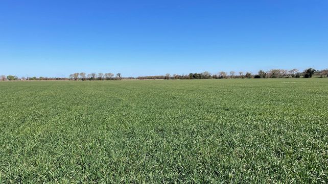 Trigo. La condición del cultivo sigue siendo afectada por la falta de humedad edáfica