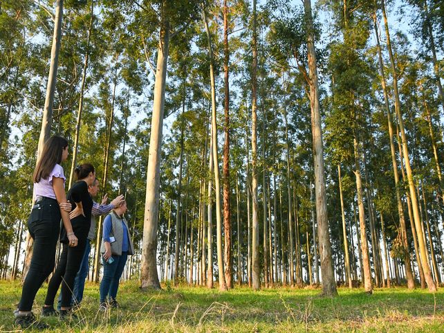 En Tacuarendí se desarrolla un plantación experimental silvopastoril para producciones sostenibles. Se trata de un bosque de pinos y eucaliptos que incorporan biomasa para la reducción de la huella de carbono.