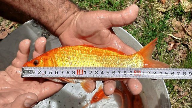 La acuicultura es incipiente en Entre Ríos